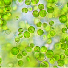 Chlorella Algae Culture Solution, Living